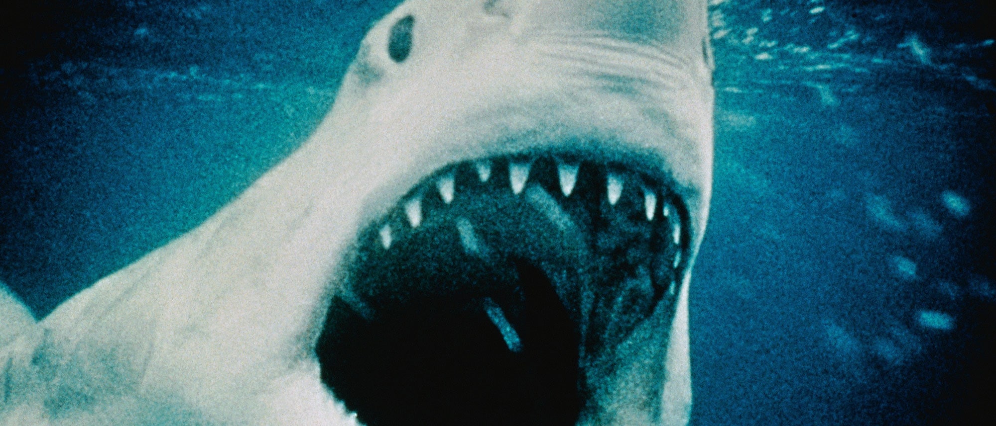 The Best Shark Movies To Watch That Are Not Jaws